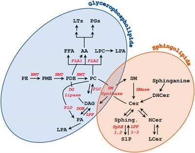 Lipid Signaling During Gamete Maturation